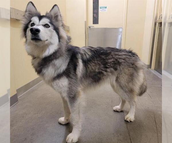 Medium Photo #1 Siberian Husky Puppy For Sale in Orange, CA, USA