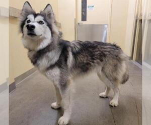 Siberian Husky Dogs for adoption in Orange, CA, USA