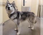 Small Siberian Husky