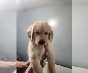 Golden Retriever Puppy for sale in AMHERST, NY, USA