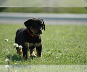 Rottweiler Puppy for sale in GRANDVIEW, MO, USA