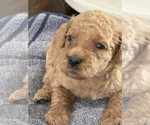 Medium Photo #8 Goldendoodle (Miniature) Puppy For Sale in ALBEMARLE, NC, USA
