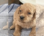 Small #7 Goldendoodle (Miniature)