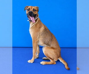 ROSIE - Female Boxer-Unknown Mix Dog for Adoption - Photo #2