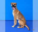Small Photo #2 Boxer-Unknown Mix Puppy For Sale in Pasadena, CA, USA