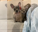 Small Photo #5 French Bulldog Puppy For Sale in MODESTO, CA, USA