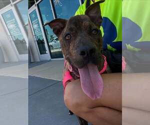 Mutt Dogs for adoption in Rowlett, TX, USA