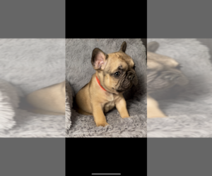 French Bulldog Puppy for sale in EASTLAND, TX, USA