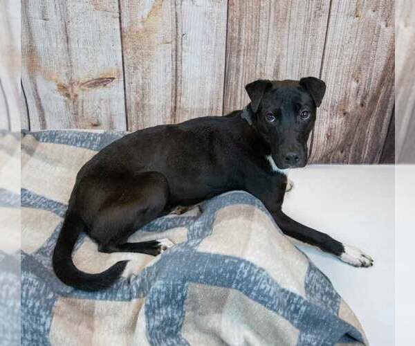 Medium Photo #2 Borador Puppy For Sale in Kennesaw, GA, USA