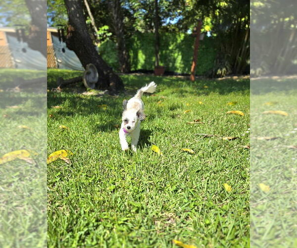 Medium Photo #5 Maltipoo Puppy For Sale in Plantation, FL, USA