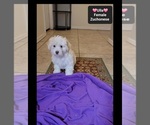 Small #1 Havanese-Zuchon Mix
