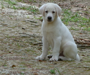 Akbash Dog Puppy for sale in BROOKSVILLE, FL, USA