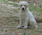 Small Akbash Dog