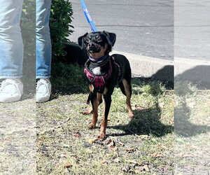 Chihuahua-Unknown Mix Dogs for adoption in Yuba City, CA, USA