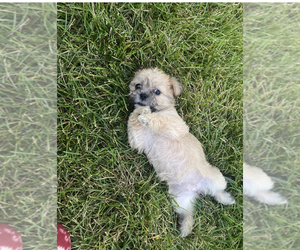 Shorkie Tzu Puppy for sale in CLARKSTOWN, NY, USA