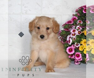 Jack-A-Poo Puppy for sale in KIRKWOOD, PA, USA