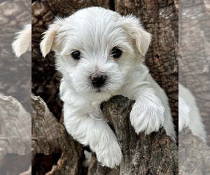 Border-Aussie Puppy for sale in CASSVILLE, MO, USA