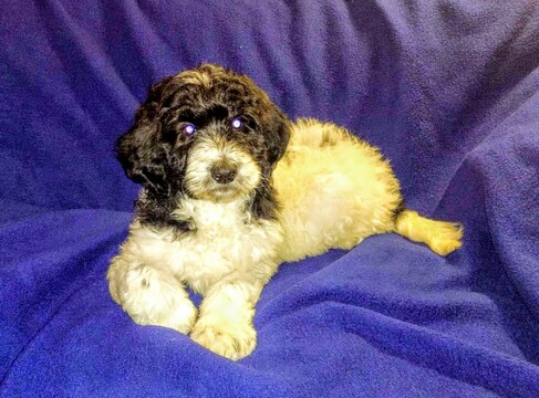 Medium Photo #4 Pyredoodle Puppy For Sale in VERGENNES, IL, USA