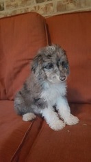 Aussiedoodle Puppy for sale in AZLE, TX, USA