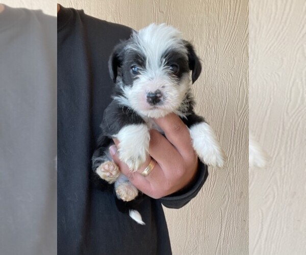 Medium Photo #7 YorkiePoo Puppy For Sale in FALCON, CO, USA