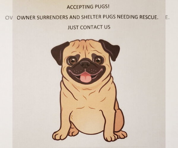 Medium Photo #1 Pug Puppy For Sale in Elizabeth City, NC, USA