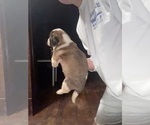 Small Photo #15 Saint Bernard Puppy For Sale in JOHNSTOWN, PA, USA