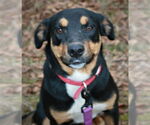 Small #1 Greater Swiss Mountain Dog-Labrador Retriever Mix