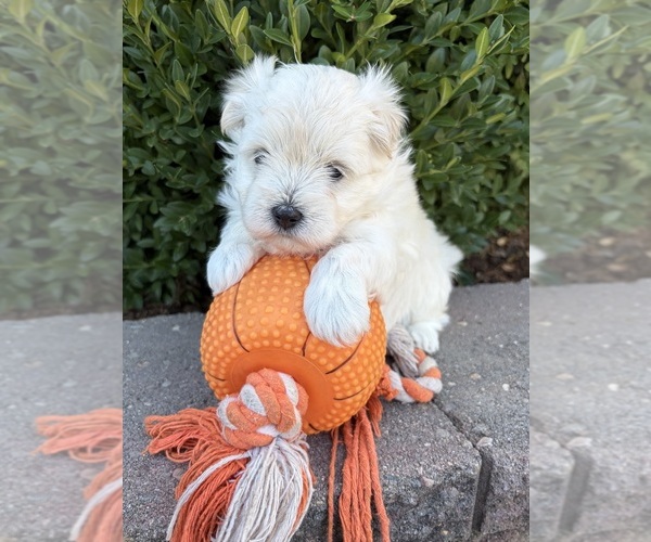 Medium Photo #3 Maltese Puppy For Sale in MIDDLEBURY, IN, USA