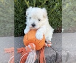 Small #2 Maltese