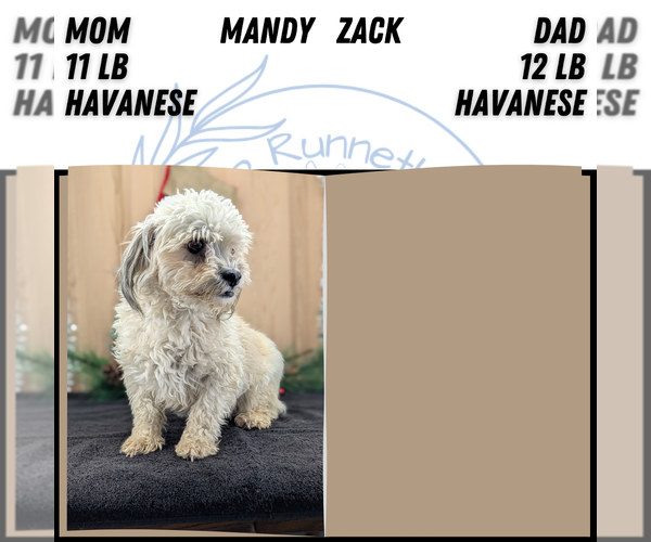 Medium Photo #10 Havanese Puppy For Sale in GOSHEN, IN, USA