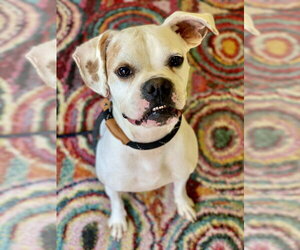 Boxer Dogs for adoption in Austin, TX, USA