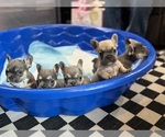 Small French Bulldog