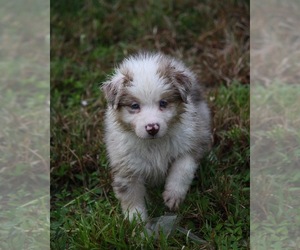 Australian Shepherd Puppy for sale in PORT SAINT LUCIE, FL, USA