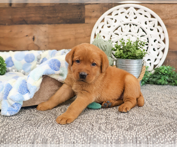 Medium Photo #4 Labrador Retriever Puppy For Sale in SYRACUSE, IN, USA