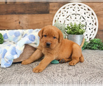 Small #3 Labrador Retriever