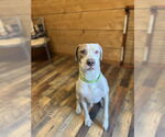 Small #1 American Pit Bull Terrier-Labrador Retriever Mix