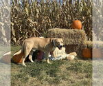 Small #4 American Pit Bull Terrier