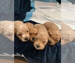 Small Photo #6 Cavapoo Puppy For Sale in CITRUS HTS, CA, USA