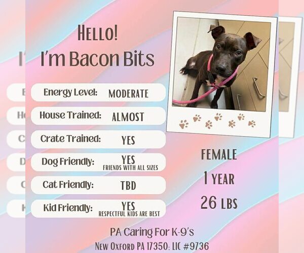 Medium Photo #1 American Staffordshire Terrier-Unknown Mix Puppy For Sale in New Oxford , PA, USA