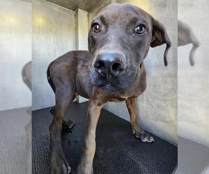 American Staffordshire Terrier-Unknown Mix Dogs for adoption in San Antonio, TX, USA