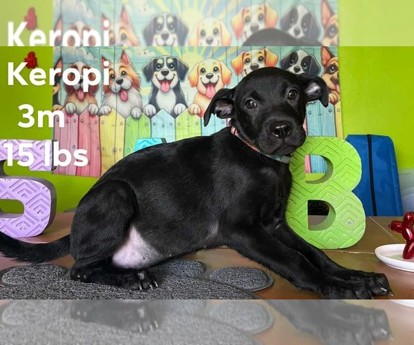 Medium Photo #13 Labrador Retriever-Unknown Mix Puppy For Sale in Virginia Beach, VA, USA