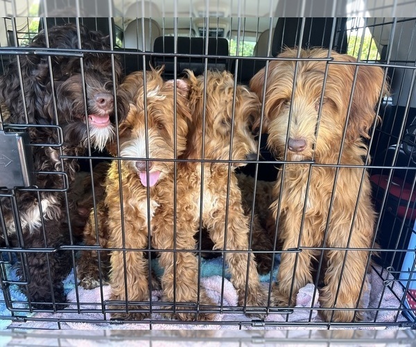 Medium Photo #2 Australian Labradoodle Puppy For Sale in WINDSOR, SC, USA