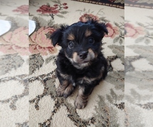 Chorkie Puppy for sale in YAKIMA, WA, USA
