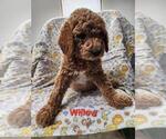 Puppy Willow  Red Poodle (Standard)