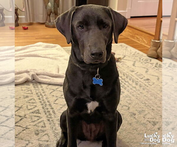 Medium Photo #5 Labrador Retriever-Unknown Mix Puppy For Sale in Washington, DC, USA