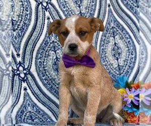 Australian Cattle Dog Puppy for sale in LANCASTER, PA, USA
