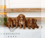 Small #1 Poodle (Miniature)