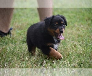 Miniature Australian Shepherd Puppy for sale in PALM COAST, FL, USA