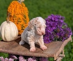 Small #5 Poodle (Toy)