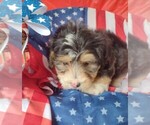 Small Photo #6 Aussiedoodle Miniature  Puppy For Sale in PARKER, PA, USA